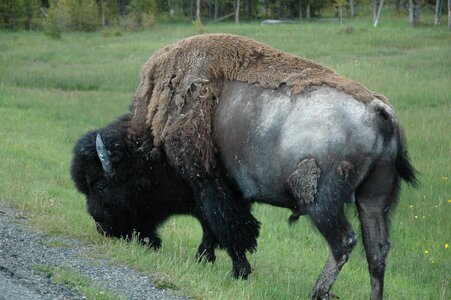 Yellowstone animal wild