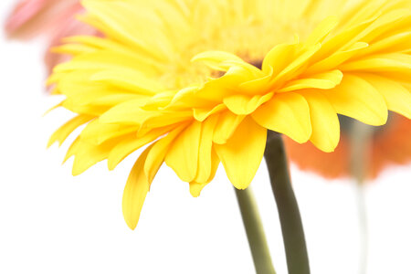 Gerbera photo