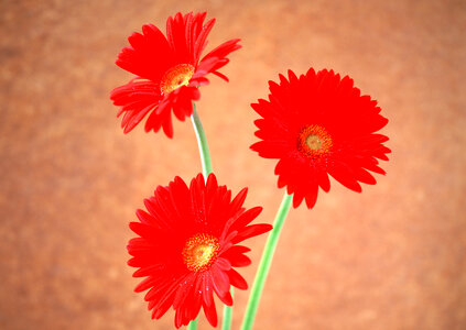 Studio Shot of Magenta and Red Colored Dahlia Flowers