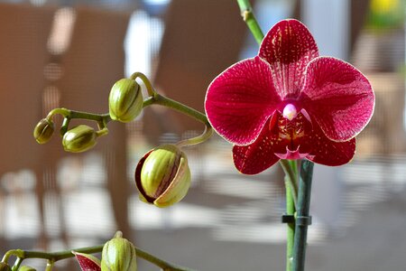 Bloom plant close up