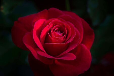 Beautiful Flowers beautiful photo darkness