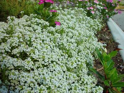 Bank flowers little