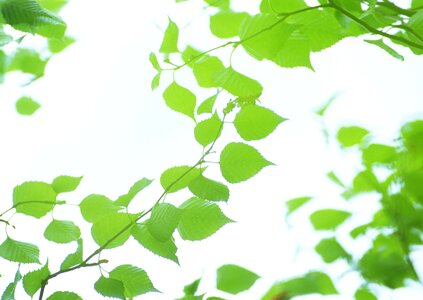 Green leaves under sunlight photo