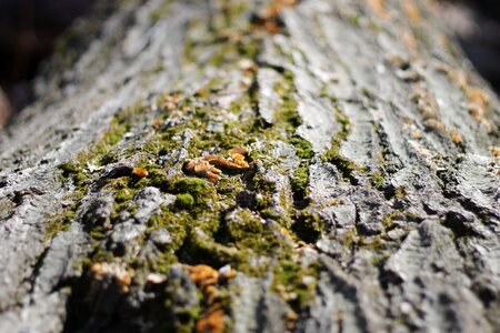Moss environment plant