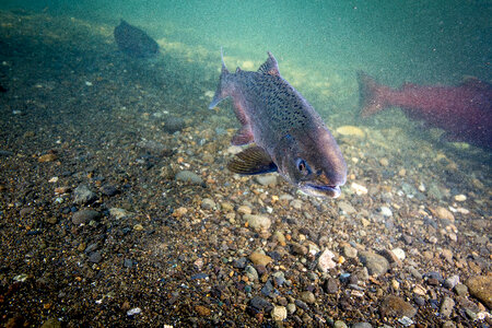 Chinook salmon migrating-3