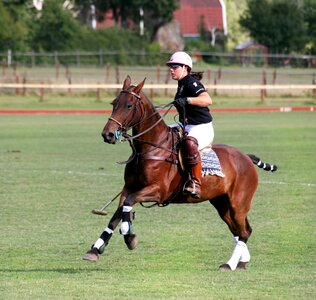 Sports equestrian horses photo