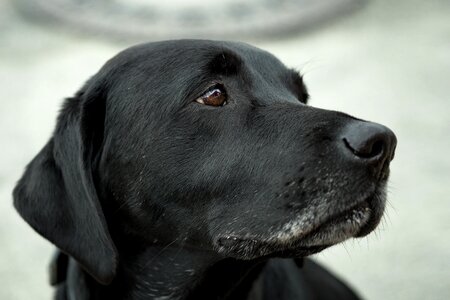 Closeup Sad Black Dog