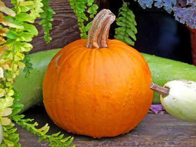 Halloween thanksgiving orange photo