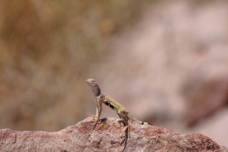 Zebra-tailed Lizard-6 photo