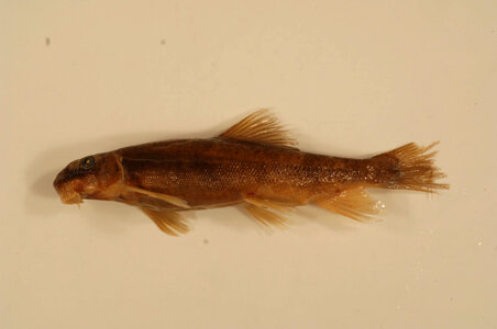 Catostomus platyrhynchus