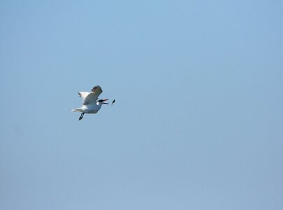 Seagull gull fishing photo