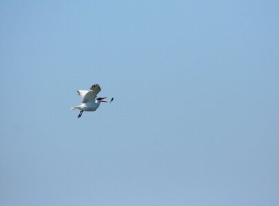 Seagull gull fishing