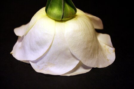 Rosa white petal