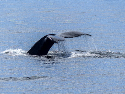Whale going back into the Ocean in British Columbia, Canada photo