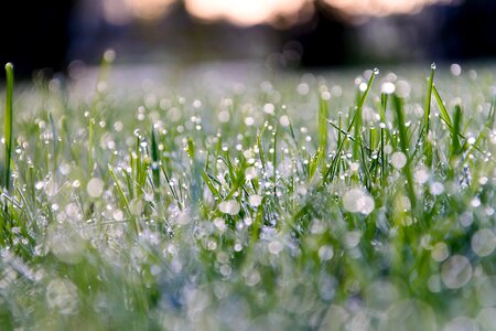 Dark Green daylight dew