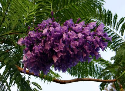 Blue jacaranda black poui fern tree photo