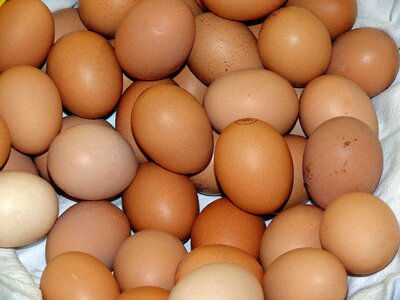 Chicken eggs food easter eggs photo