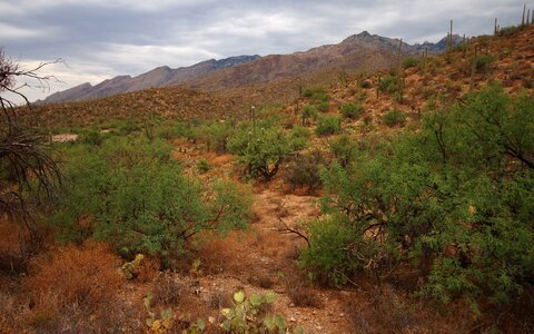 Sabino Canyon Trail in Tucson, Arizona