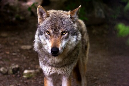 Canis lupus eyes view