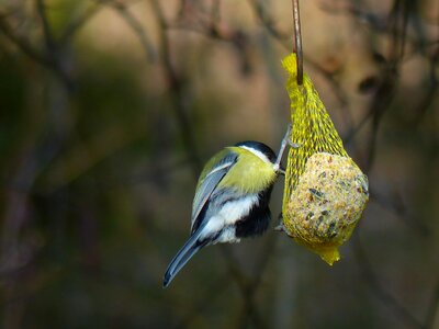 Passeri songbird bird photo