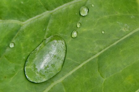 Wet rain plant photo