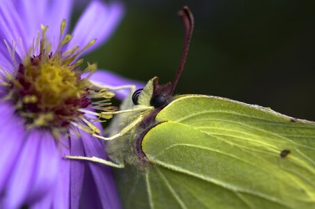 Yellow green asters