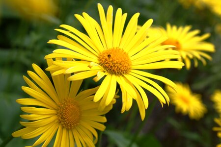 Green flowers nature photo