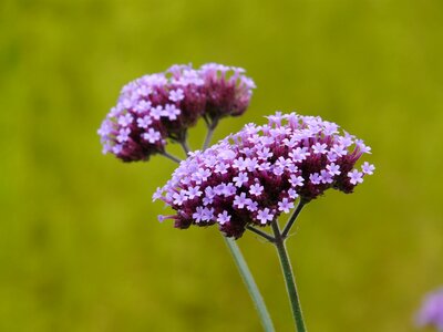 Bloom purple violet photo