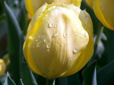 Beautiful Flowers biology bloom
