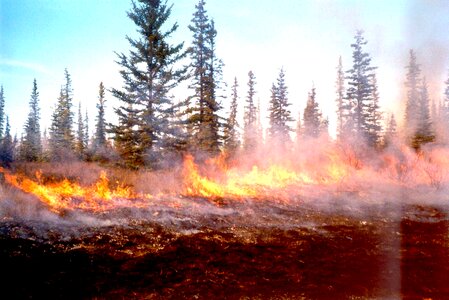 Burn forest llama