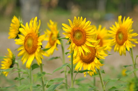 Sunflowers Beautiful Flowers
