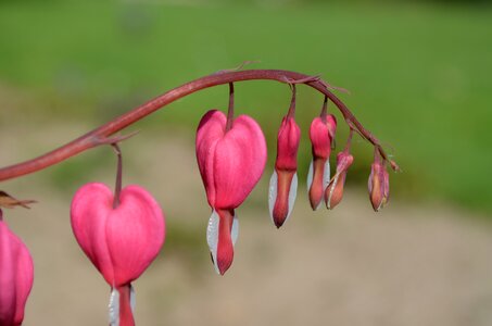 Bleeding heart ornamental plant flower pink