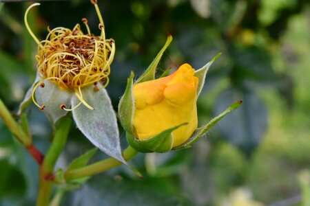 Beautiful Flowers yellow nature