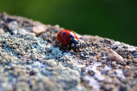 Points beetle red photo