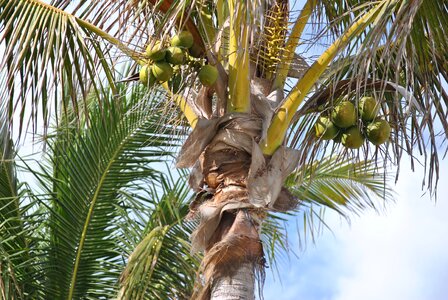 Tree plant nature