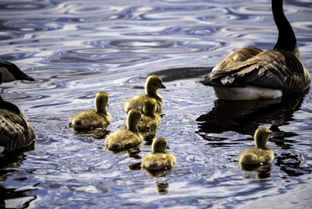 Goslings follows mother and father goose photo