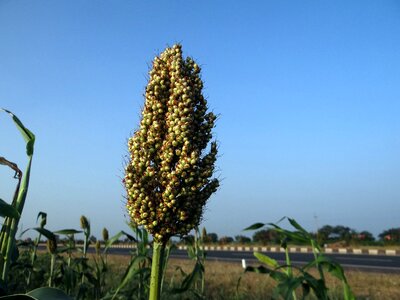 India agriculture crop