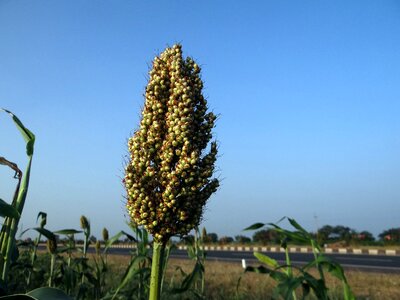 India agriculture crop photo