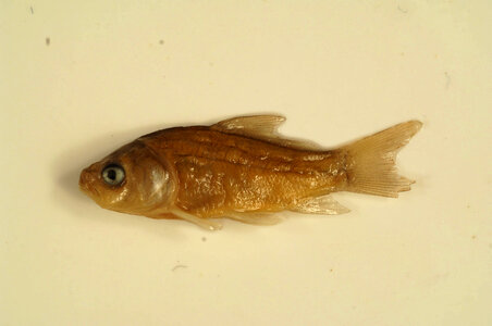 Ictiobus cyprinellus-3