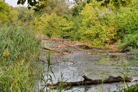 Marshlands panorama spring time photo