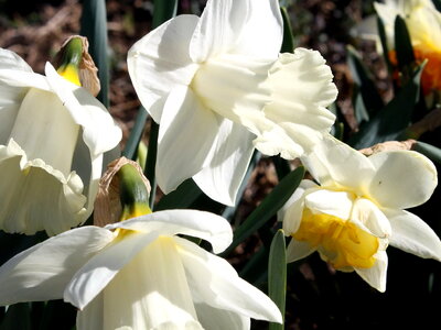 Bloom blooming flora