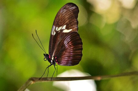 Animal arthropod beautiful flowers