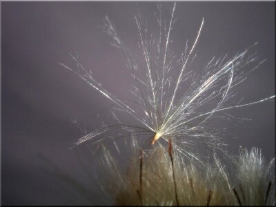Meadow seeds thistle