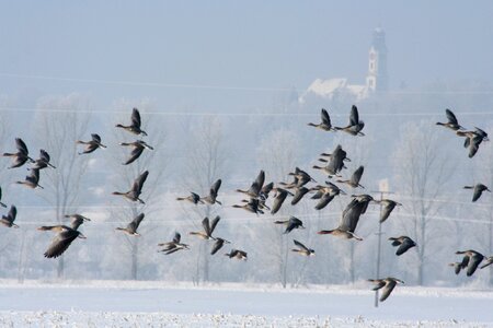 Geese birds flock of birds photo