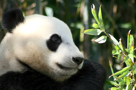 Panda Bear Animal photo