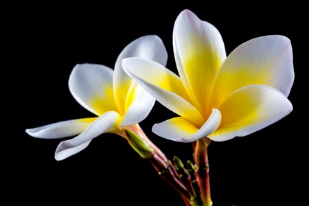 Frangipani plumeria white photo