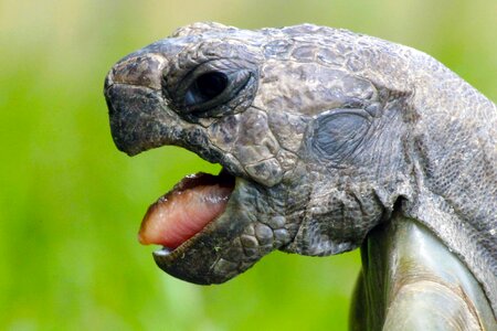 Face animals reptile