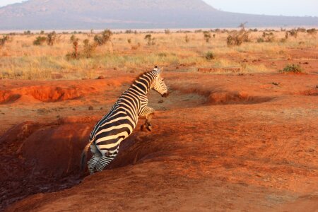 Zebra safari tsavo