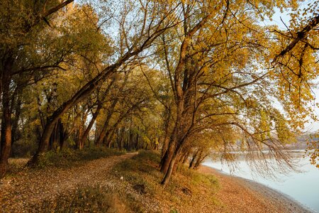 Forest Road autumn lake