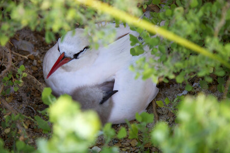 Red-tailed Tropicbird on Nihoa Island-6 photo